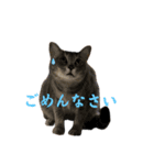 しもてぃーず17（個別スタンプ：2）