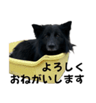 黒い保護犬 にこちゃん（個別スタンプ：4）