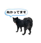 黒い保護犬 にこちゃん（個別スタンプ：15）