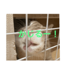 基本ブレてるいなりずし（個別スタンプ：7）