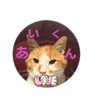 あいにゃんふぁいと（個別スタンプ：1）