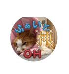 あいにゃんふぁいと（個別スタンプ：2）