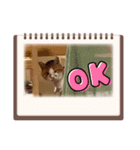 あいにゃんふぁいと（個別スタンプ：3）