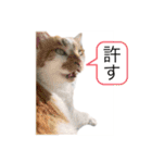 吾輩はネコで悪いな（個別スタンプ：1）