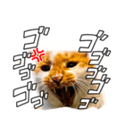 吾輩はネコで悪いな（個別スタンプ：3）