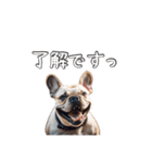 【使える】リアルなブルドッグ犬（個別スタンプ：3）