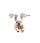 【使える】リアルなブルドッグ犬（個別スタンプ：16）