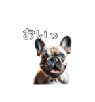 【使える】リアルなブルドッグ犬（個別スタンプ：20）