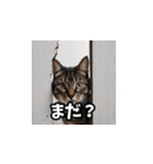 可愛い猫の日常使いスタンプ（個別スタンプ：19）