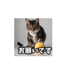 可愛い猫の日常使いスタンプ（個別スタンプ：24）