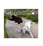 gray cat and black cat stamp（個別スタンプ：2）