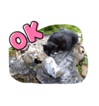 gray cat and black cat stamp（個別スタンプ：8）