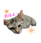 『ねこの何でもない日』全部（個別スタンプ：1）