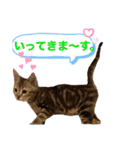 『ねこの何でもない日』全部（個別スタンプ：2）