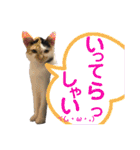 『ねこの何でもない日』全部（個別スタンプ：3）