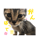 『ねこの何でもない日』全部（個別スタンプ：4）