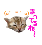 『ねこの何でもない日』全部（個別スタンプ：5）
