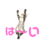 『ねこの何でもない日』全部（個別スタンプ：6）
