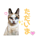 『ねこの何でもない日』全部（個別スタンプ：7）