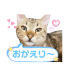 『ねこの何でもない日』全部（個別スタンプ：8）