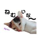 『ねこの何でもない日』全部（個別スタンプ：10）