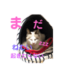 『ねこの何でもない日』全部（個別スタンプ：12）