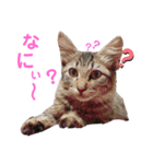 『ねこの何でもない日』全部（個別スタンプ：14）