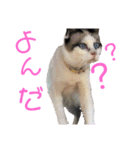 『ねこの何でもない日』全部（個別スタンプ：15）