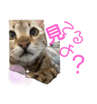 『ねこの何でもない日』全部（個別スタンプ：17）