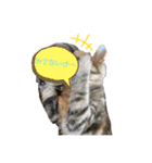 『ねこの何でもない日』全部（個別スタンプ：18）