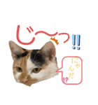 『ねこの何でもない日』全部（個別スタンプ：19）