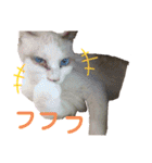 『ねこの何でもない日』全部（個別スタンプ：20）