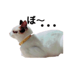 『ねこの何でもない日』全部（個別スタンプ：21）