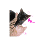 『ねこの何でもない日』全部（個別スタンプ：23）