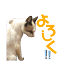 『ねこの何でもない日』全部（個別スタンプ：25）