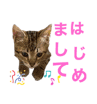 『ねこの何でもない日』全部（個別スタンプ：26）