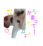 『ねこの何でもない日』全部（個別スタンプ：27）