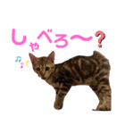 『ねこの何でもない日』全部（個別スタンプ：28）