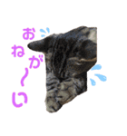『ねこの何でもない日』全部（個別スタンプ：29）