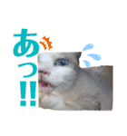 『ねこの何でもない日』全部（個別スタンプ：30）