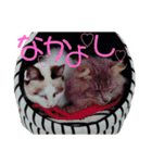 『ねこの何でもない日』全部（個別スタンプ：31）