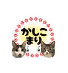 ねこ兄弟は今日も行く2（個別スタンプ：1）