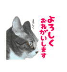 ねこ兄弟は今日も行く2（個別スタンプ：2）