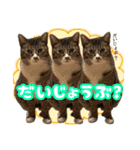 ねこ兄弟は今日も行く2（個別スタンプ：5）