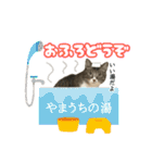 ねこ兄弟は今日も行く2（個別スタンプ：6）