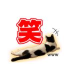 ねこ兄弟は今日も行く2（個別スタンプ：7）