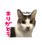 ねこ兄弟は今日も行く2（個別スタンプ：8）