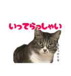ねこ兄弟は今日も行く2（個別スタンプ：9）
