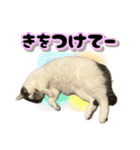 ねこ兄弟は今日も行く2（個別スタンプ：10）