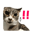ねこ兄弟は今日も行く2（個別スタンプ：12）